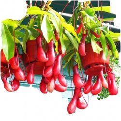 Nasiona Dzbanecznik owadożerny szt.5 N88