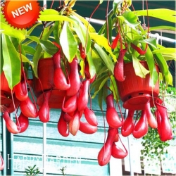 Nasiona Dzbanecznik owadożerny szt.5 Nxx88