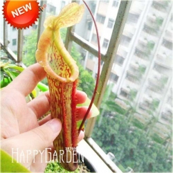 Nasiona Dzbanecznik owadożerny szt.5 Nxx88