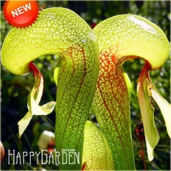 Nasiona Dzbanecznik owadożerny szt.5 Nxx88