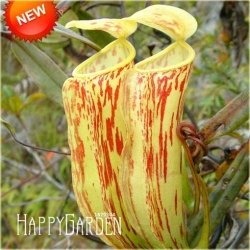 Nasiona Dzbanecznik owadożerny szt.5 Nxx88