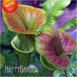 Nasiona Dzbanecznik owadożerny szt.5 Nxx88