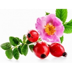 Nasiona Róża dzika drobna różowa szt.15 NSxx7