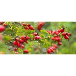 Nasiona Róża dzika drobna różowa szt.15 NSxx7