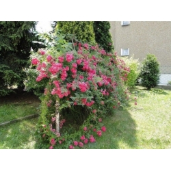 Nasiona Róża dzika drobna różowa szt.15 NSxx7