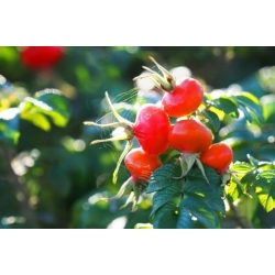 Nasiona Róża dzika drobna różowa szt.15 NSxx7