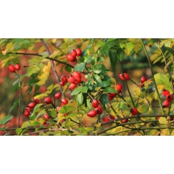 Nasiona Róża dzika drobna różowa szt.15 NSxx7