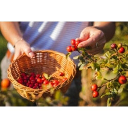 Nasiona Róża dzika drobna różowa szt.15 NSxx7