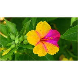 Nasiona Dziwaczek jalapa szt.5 Nxx7