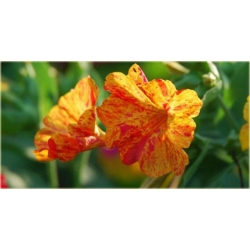 Nasiona Dziwaczek jalapa szt.5 Nxx7