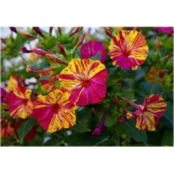 Nasiona Dziwaczek jalapa szt.5 Nxx7