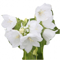 Nasiona Dzwonek ogrodowy białyszt.10 N448