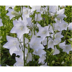 Nasiona Dzwonek ogrod biały szt.10 Nxx448