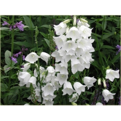 Nasiona Dzwonek ogrod biały szt.10 Nxx448