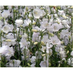 Nasiona Dzwonek ogrod biały szt.10 Nxx448