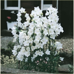 Nasiona Dzwonek ogrod biały szt.10 Nxx448