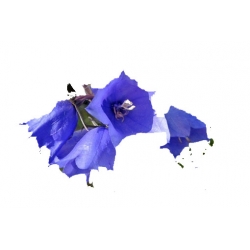 Nasiona Dzwonek ogrodowy niebieski szt.10 N447