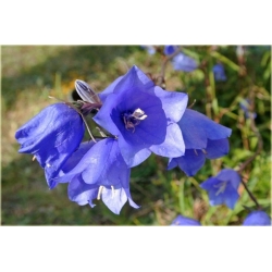 Nasiona Dzwonek ogrod niebieski szt.10 Nxx447