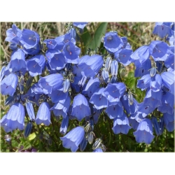 Nasiona Dzwonek ogrod niebieski szt.10 Nxx447