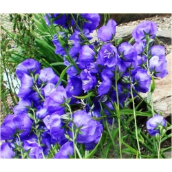 Nasiona Dzwonek ogrod niebieski szt.10 Nxx447