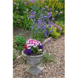 Nasiona Dzwonek ogrod niebieski szt.10 Nxx447