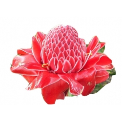 Nasiona Etlingera wyniosła szt.5 N595