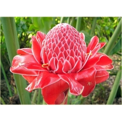 Nasiona Etlingera wyniosła szt.5 Nxx595