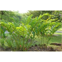 Nasiona Etlingera wyniosła szt.5 Nxx595