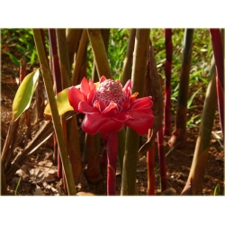 Nasiona Etlingera wyniosła szt.5 Nxx595