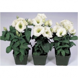 Nasiona Eustoma goryczkowa biała szt.5 Nxx604