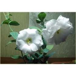 Nasiona Eustoma goryczkowa biała szt.5 Nxx604