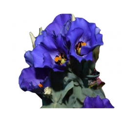 Nasiona Eustoma goryczkowa niebieska  szt.5 N605