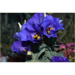 Nasiona Eustoma goryczkowa niebieska  szt.5 Nxx605