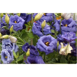 Nasiona Eustoma goryczkowa niebieska  szt.5 Nxx605