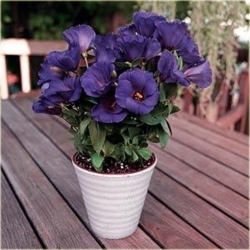 Nasiona Eustoma goryczkowa niebieska  szt.5 Nxx605