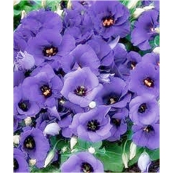 Nasiona Eustoma goryczkowa niebieska  szt.5 Nxx605