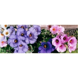 Nasiona Eustoma goryczkowa niebieska  szt.5 Nxx605