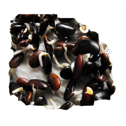 Nasiona Fasola czarna szt.3 N39