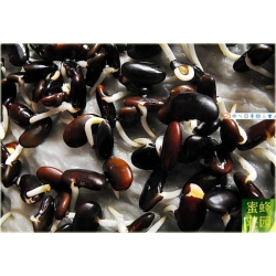 Nasiona Fasola czarna szt.3 Nxx39