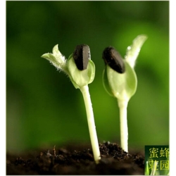 Nasiona Fasola czarna szt.3 Nxx39