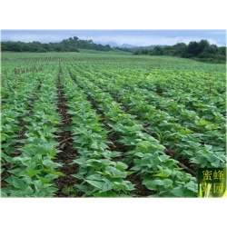 Nasiona Fasola czarna szt.3 Nxx39