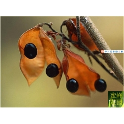 Nasiona Fasola czarna szt.3 Nxx39