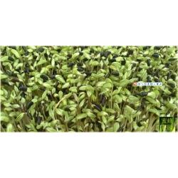 Nasiona Fasola czarna szt.3 Nxx39