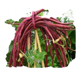 Nasiona Fasola długa czerwona szt.5 N390