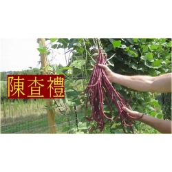 Nasiona Fasola długa czerwona szt.5 Nxx390