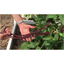 Nasiona Fasola długa czerwona szt.5 Nxx390