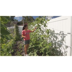 Nasiona Fasola długa czerwona szt.5 Nxx390