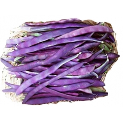 Nasiona Fasola fioletowa bez GMO szt.4 N581
