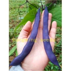 Nasiona Fasola fioletowa no GMO szt.4 Nxx581