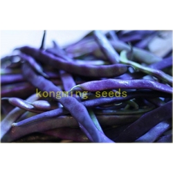 Nasiona Fasola fioletowa no GMO szt.4 Nxx581